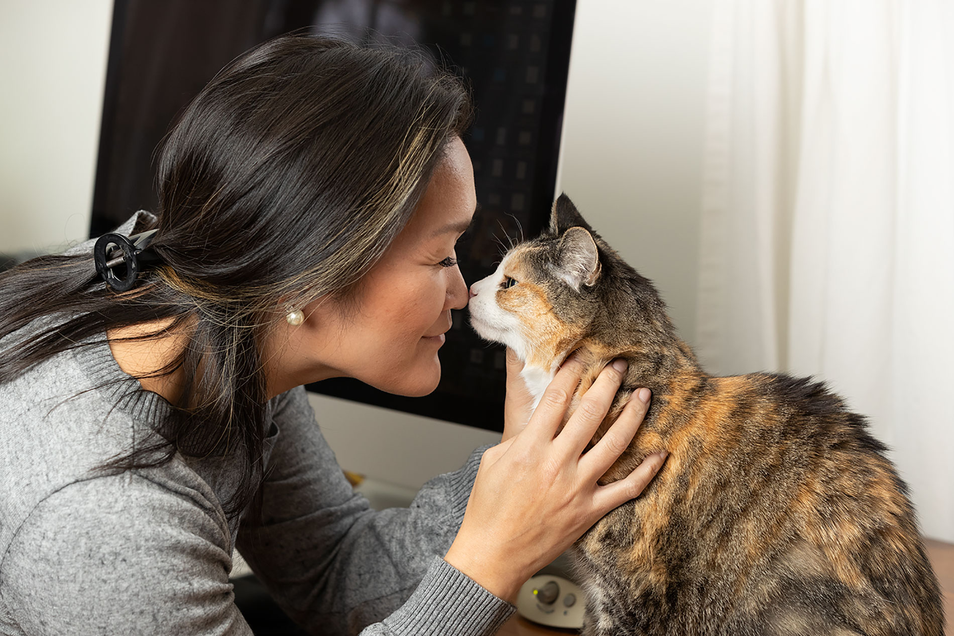 What Can I Give My Cat for Pain? Assisi Animal Health