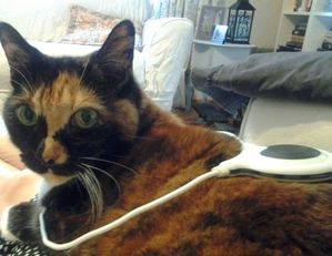 Lulu-cat with arthritis being treated