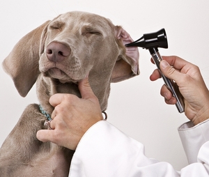 This won't hurt a bit! Give your dog a regular pet check up...he'll thank you.