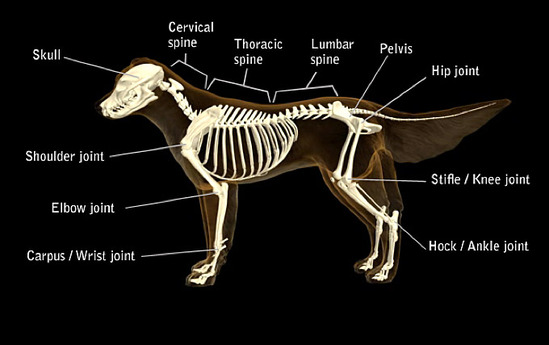 dog_bonedisease_skeleton