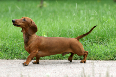 Their long bodies contribute to Dachshund back problems.