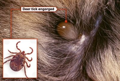 Once a tick starts feeding, it becomes many times larger than it's original size.