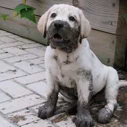 dirty puppy