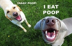 dogs-eat-poop