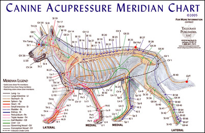 A diagram of the pathways used in veterinary acupuncture.