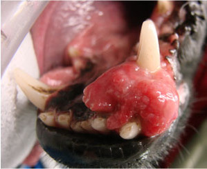 An unfortunate case of oral cancer in a dog.