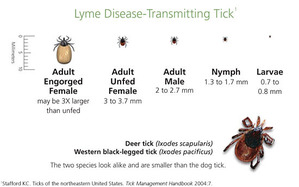 The tiniest ticks are the most dangerous.