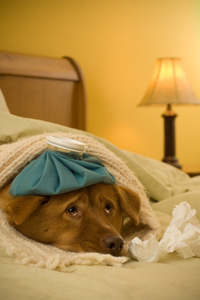 Can dogs get the flu?