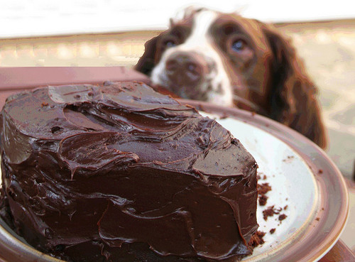 Dogs and chocolate