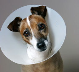 Dog with cone collar