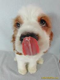 slurp! Dogs have different bacteria and enzymes in their saliva than we do.