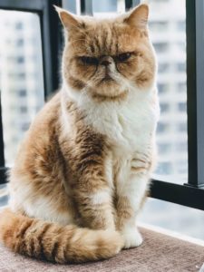 orange cat looking unhappy