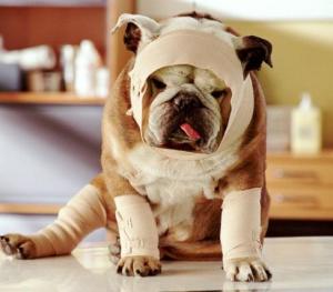 human medicine to give dogs for pain