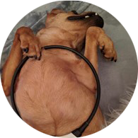 Brown dog laying on back with Loop on stomach