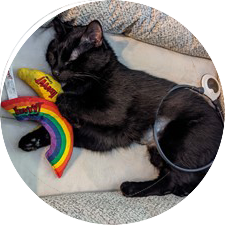Black cat sitting in bed with Assisi Loop over hind end, playing with a rainbow shaped toy and a banana shaped toy