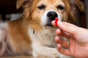 hand holding red pill in front of old brown and white dog