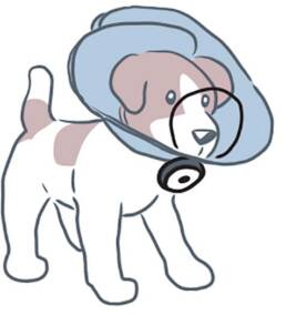 DentaLOOP Bonnet on dog
