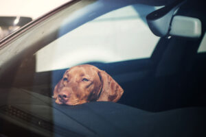Brown dog staring out of a closed car window